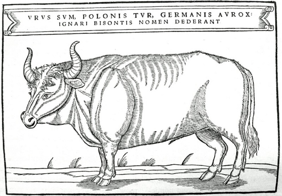 Nevermind The Aurochs: Rebreeding the Bronze Age killer cow. 
